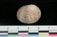 藏品(白肋蜑螺)的圖片